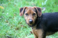 /album/toutous/salomon3-jpg/