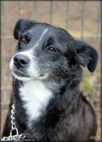 /album/toutous/speranza7-jpg/