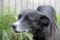 /album/toutous/sperenza5-jpg/