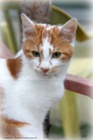 /album/galerie-de-photos-matous/impeca2-jpg/