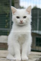 /album/galerie-de-photos-matous/laponie2-jpg/