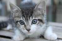 /album/galerie-de-photos-matous/plume4-jpg/