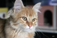 /album/galerie-de-photos-matous/xylo3-jpg/