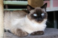 /album/galerie-de-photos-matous/yukio5-jpg/