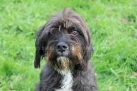 /album/toutous/alaska1-jpg/