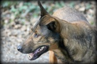 /album/toutous/bruna4-jpg/