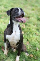 /album/toutous/boyar7-jpg/