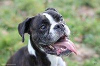 /album/toutous/boyar6-jpg/