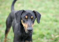 /album/toutous/kheops8-jpg/