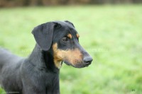 /album/toutous/kheops9-jpg/