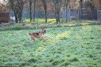 /album/toutous/tao2-jpg/