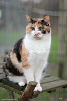 /album/galerie-de-photos-matous/guimauve9-jpg/