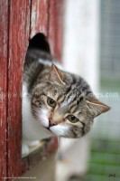 /album/galerie-de-photos-matous/cosmo-jpg/