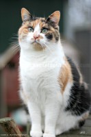 /album/galerie-de-photos-matous/guimauve11-jpg/