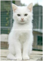 /album/galerie-de-photos-matous/laponiecalendrier-jpg/