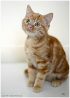 /album/galerie-de-photos-matous/topazecalendrier-jpg/