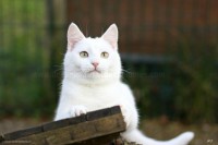 /album/galerie-de-photos-matous/blanco7-jpg/