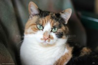 /album/galerie-de-photos-matous/guimauve6-jpg/