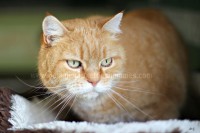 /album/galerie-de-photos-matous/titi1-jpg/