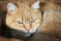 /album/galerie-de-photos-matous/titi2-jpg/