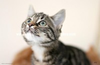 /album/galerie-de-photos-matous/nocibe2-jpg/