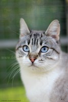 /album/galerie-de-photos-matous/pollux1-jpg/