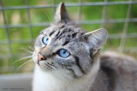 /album/galerie-de-photos-matous/castor-jpg/