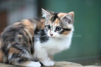 /album/galerie-de-photos-matous/mosaique1-jpg/