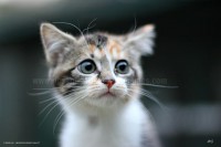 /album/galerie-de-photos-matous/mosaique3-jpg/