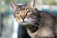 /album/galerie-de-photos-matous/vladimir2-jpg/