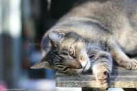 /album/galerie-de-photos-matous/vladimir1-jpg/