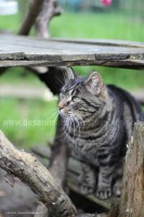 /album/galerie-de-photos-matous/gnafron11-jpg/