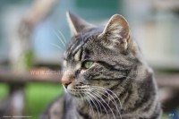 /album/galerie-de-photos-matous/gnafron10-jpg/