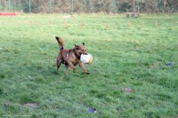 /album/toutous/dias4-jpg/