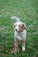 /album/toutous/itan3-jpg/