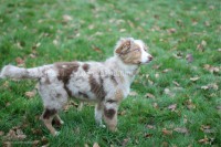 /album/toutous/itan4-jpg/