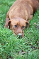 /album/toutous/moka2-jpg/