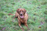 /album/toutous/moka3-jpg/