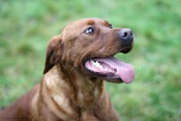 /album/toutous/moka4-jpg/