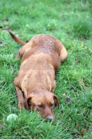 /album/toutous/moka7-jpg/