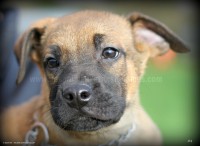 /album/toutous/shadow2-jpg/