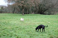 /album/toutous/sushi3-jpg/