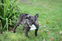 /album/toutous/tina1-jpg/