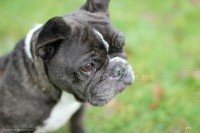 /album/toutous/tina2-jpg/