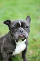 /album/toutous/tina3-jpg/