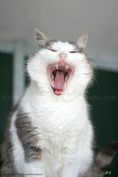 /album/galerie-de-photos-matous/perle1-jpg/