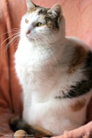 /album/galerie-de-photos-matous/suzie7-jpg/