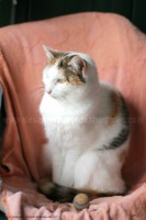 /album/galerie-de-photos-matous/suzie8-jpg/