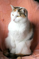 /album/galerie-de-photos-matous/suzie9-jpg/