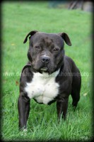 /album/galerie-de-photos-le-beau-max/max2-jpg2/